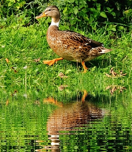 Animal avian bird
