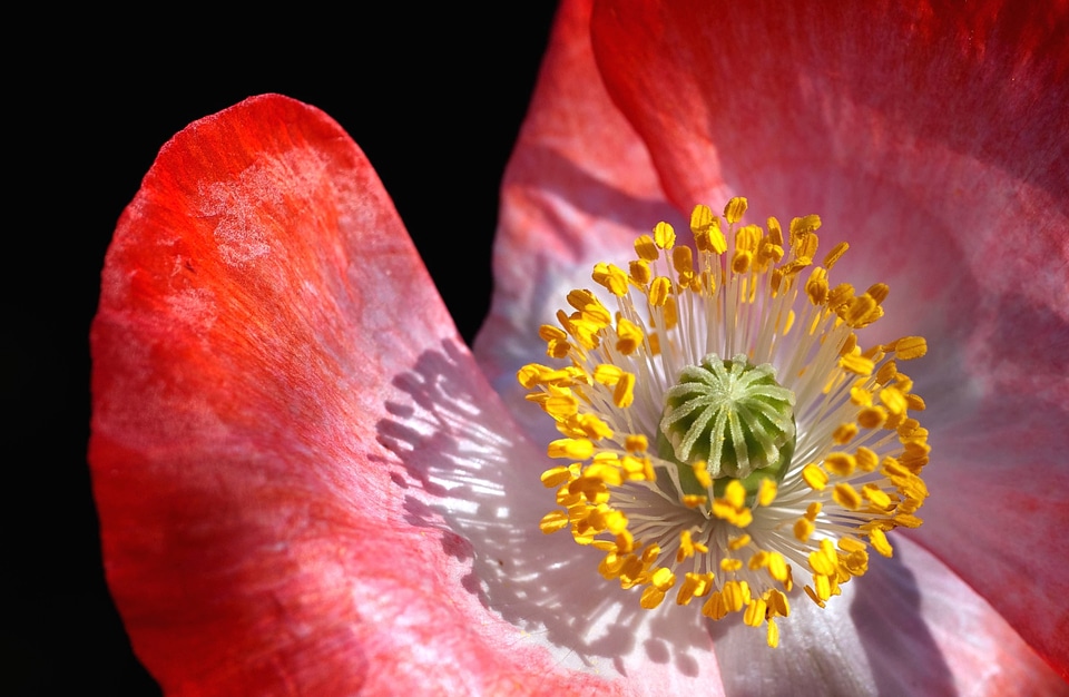 Beautiful Flowers beautiful image beautiful photo photo