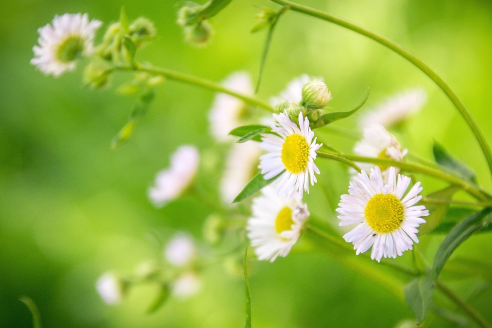 Beautiful Photo bloom blossom