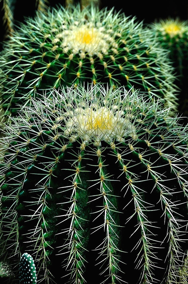 Cactus flower petal