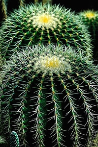 Cactus flower petal