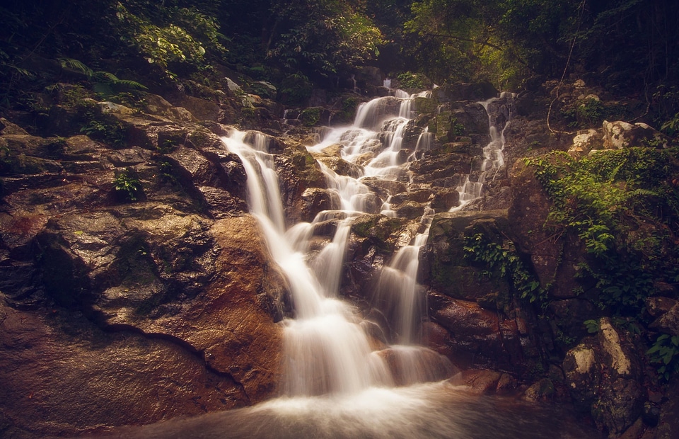 Forest mountain river