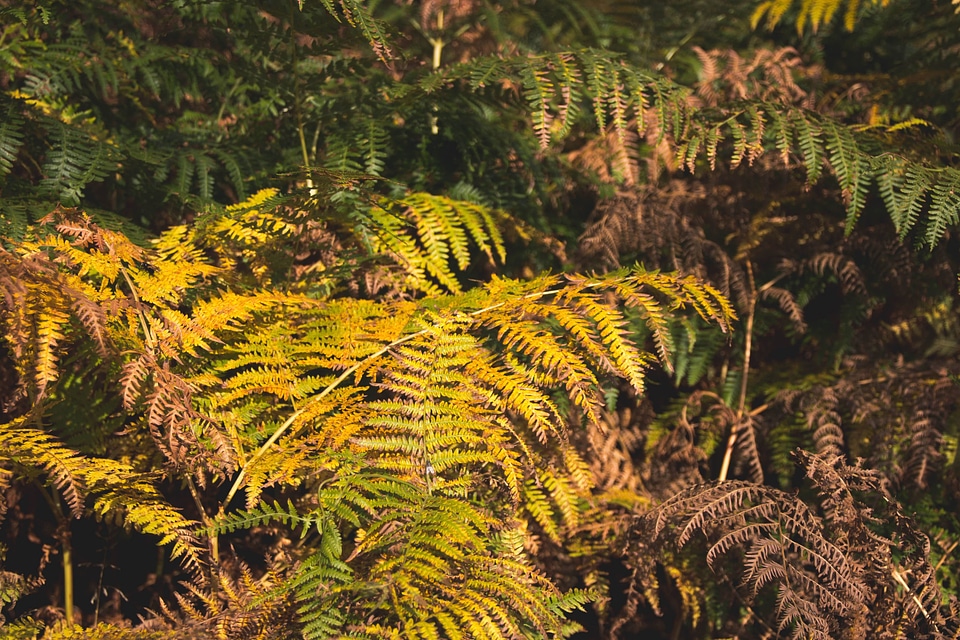 Ferns nature plants