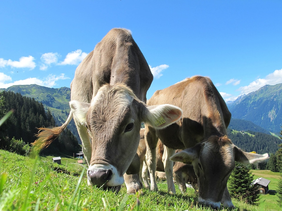 Animals beautiful photo cattle