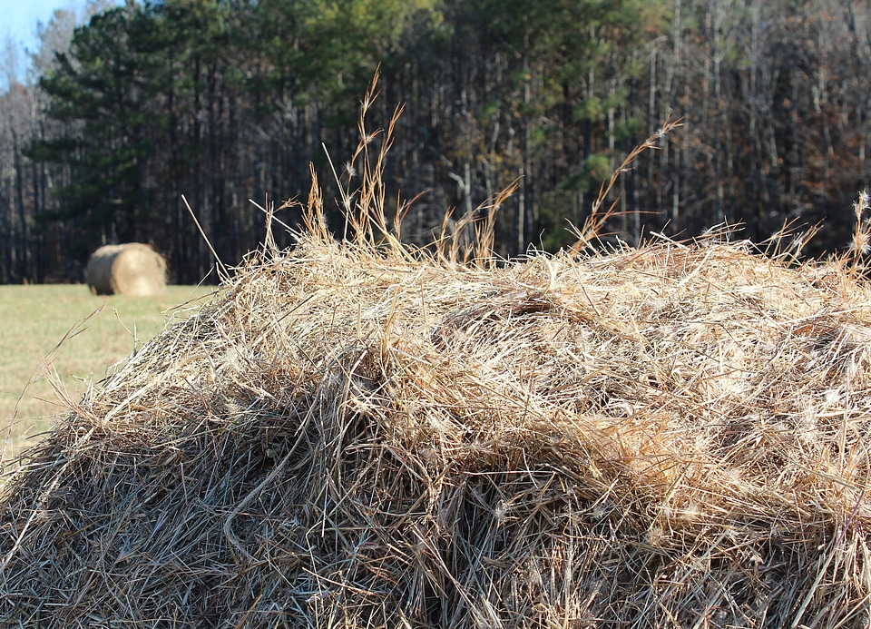 Hay field farm grass seeds