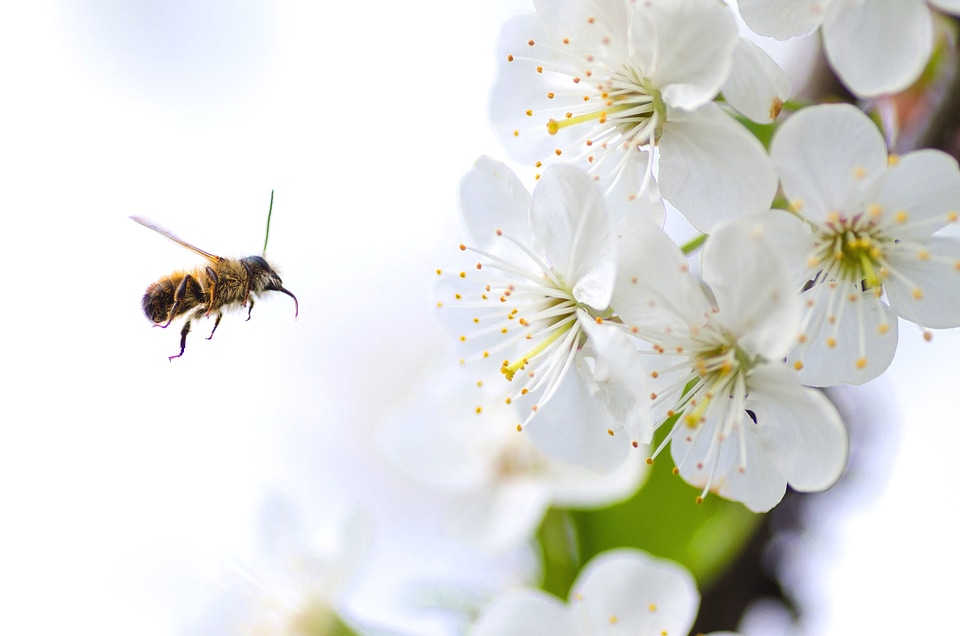 Beautiful Photo bee bloom photo