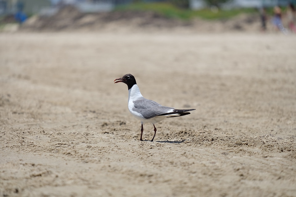 Wildlife animal beach