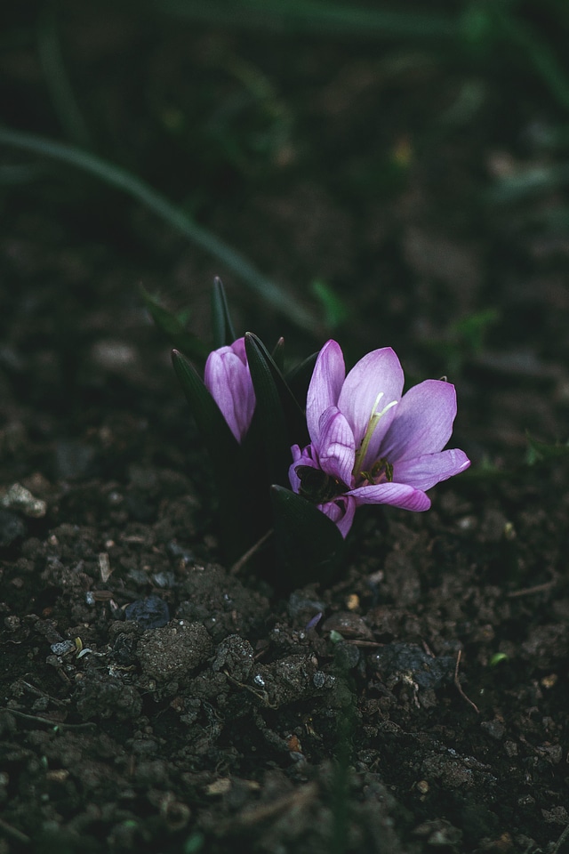 Blooming flora flowers