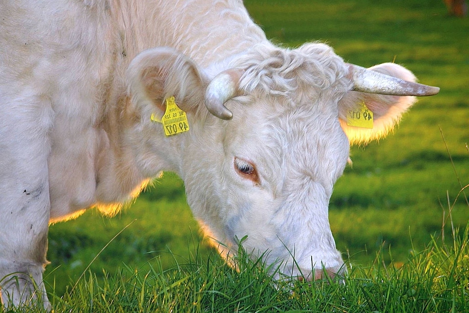 Animal beautiful photo cattle