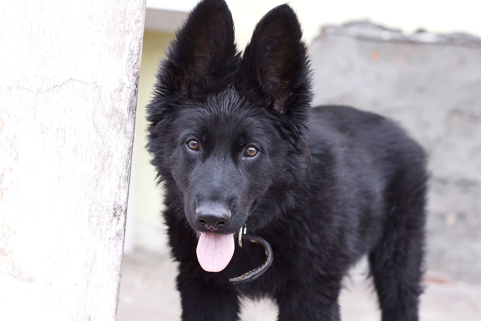 Animal canine cute