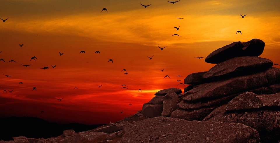 Birds dusk rock photo