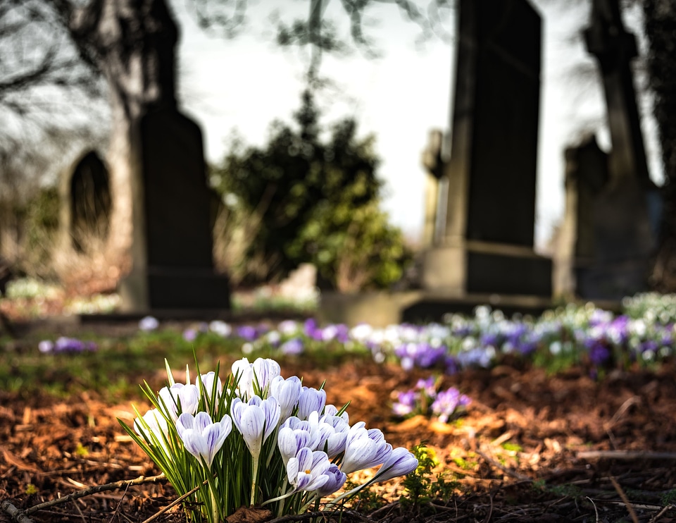 Bloom blossom cemetery