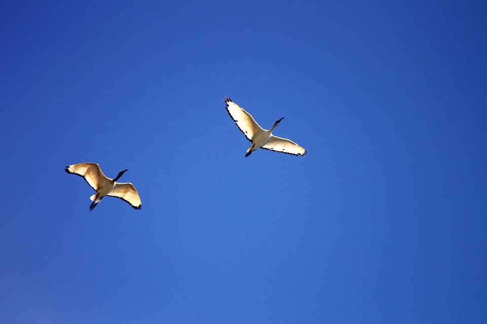 Bird birds blue sky
