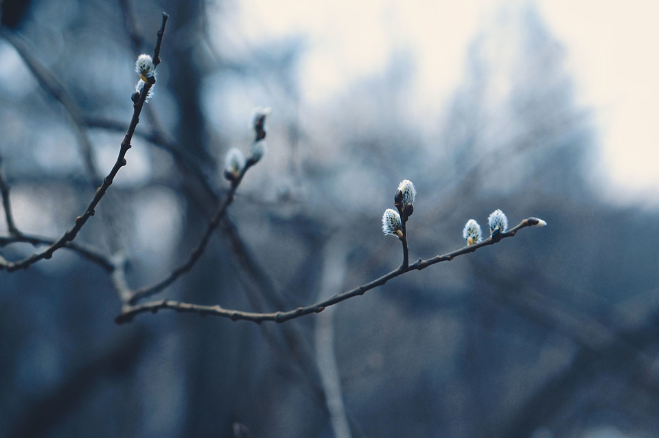 Branches buds flower