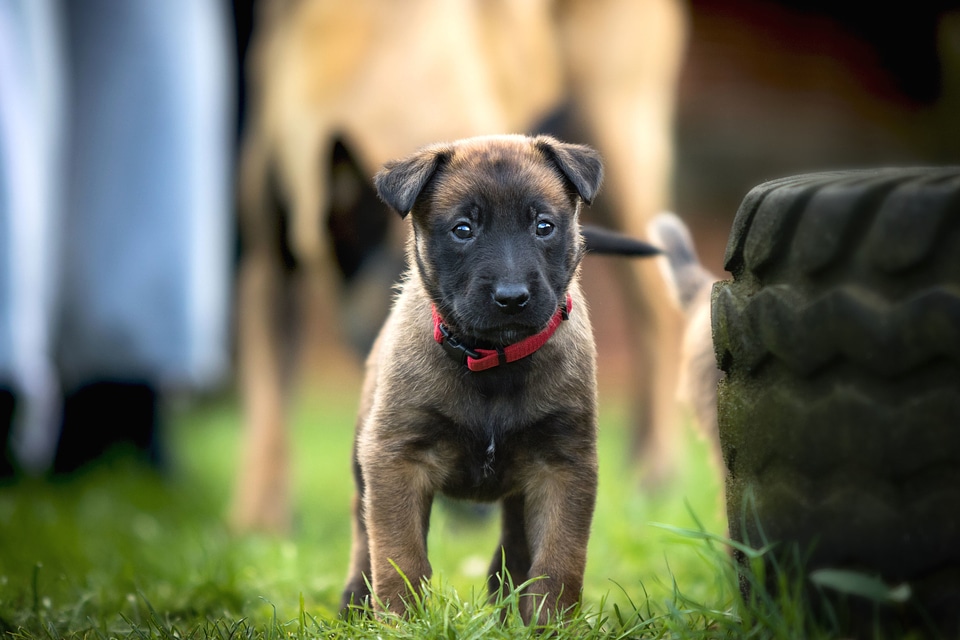 Beautiful Photo canine cute