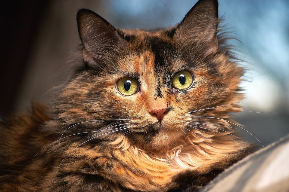 Animal beautiful photo cat