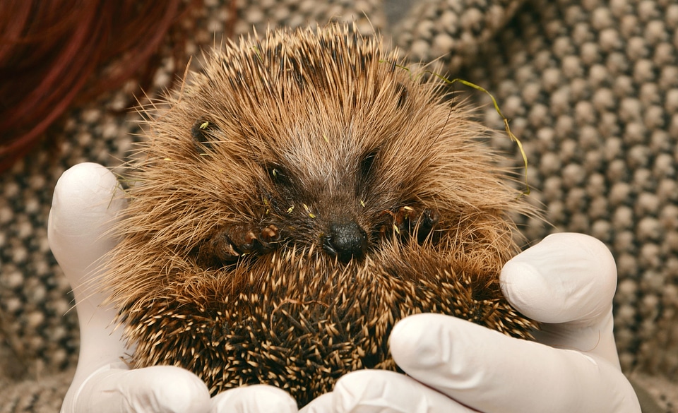 Animal mammal young