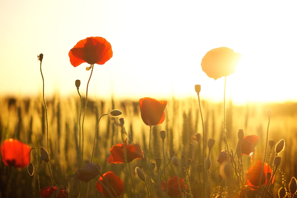 Bloom blossom field