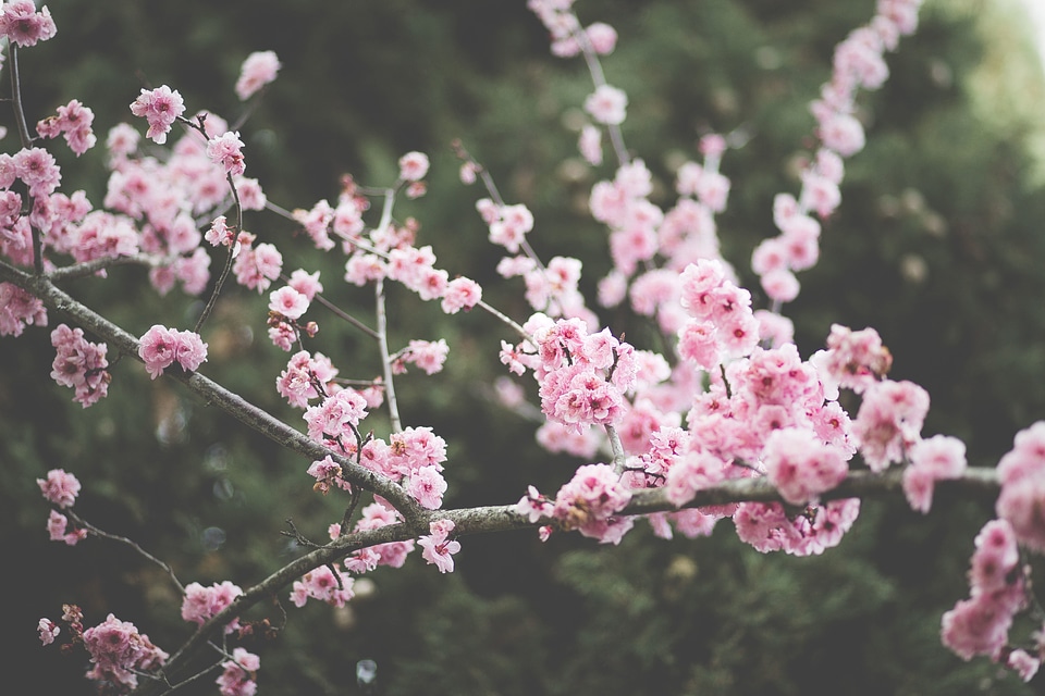 Flora flowers garden