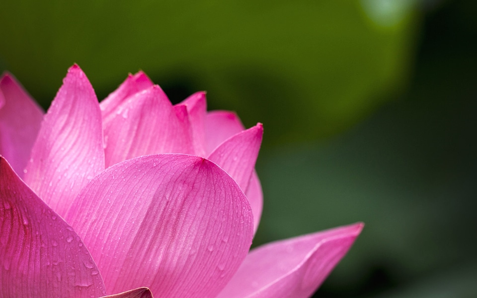 Beautiful Photo bloom blossom
