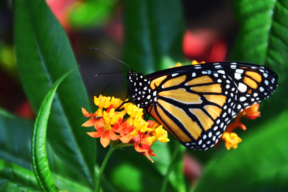 Beautiful beautiful photo bloom