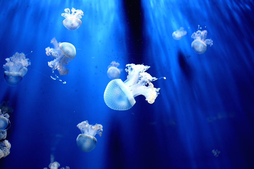 Beautiful Photo blue jellyfish