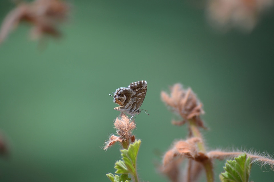 Butterfly insect plant