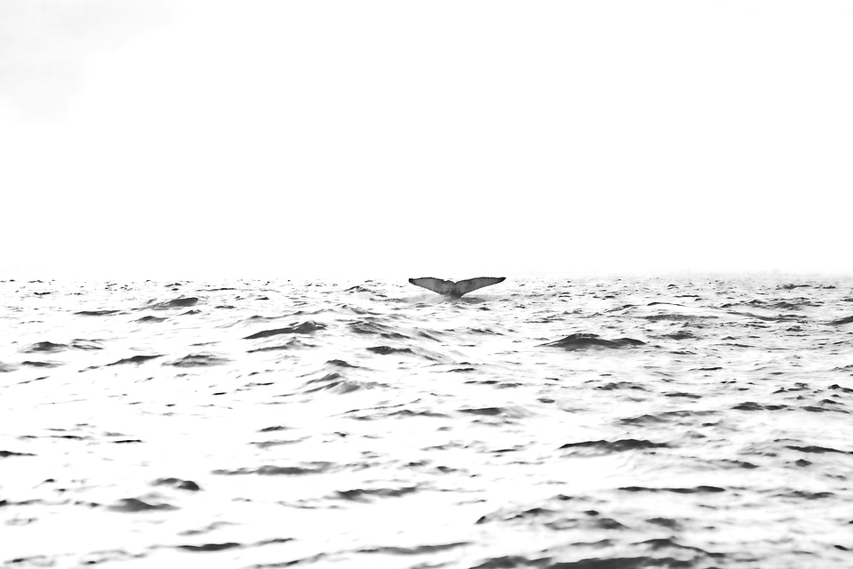 Horizon sea sky