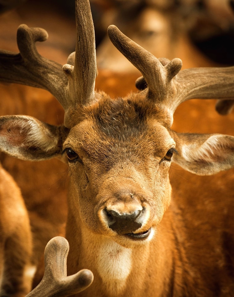 Animal deer horn