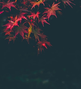 Autumn focus 