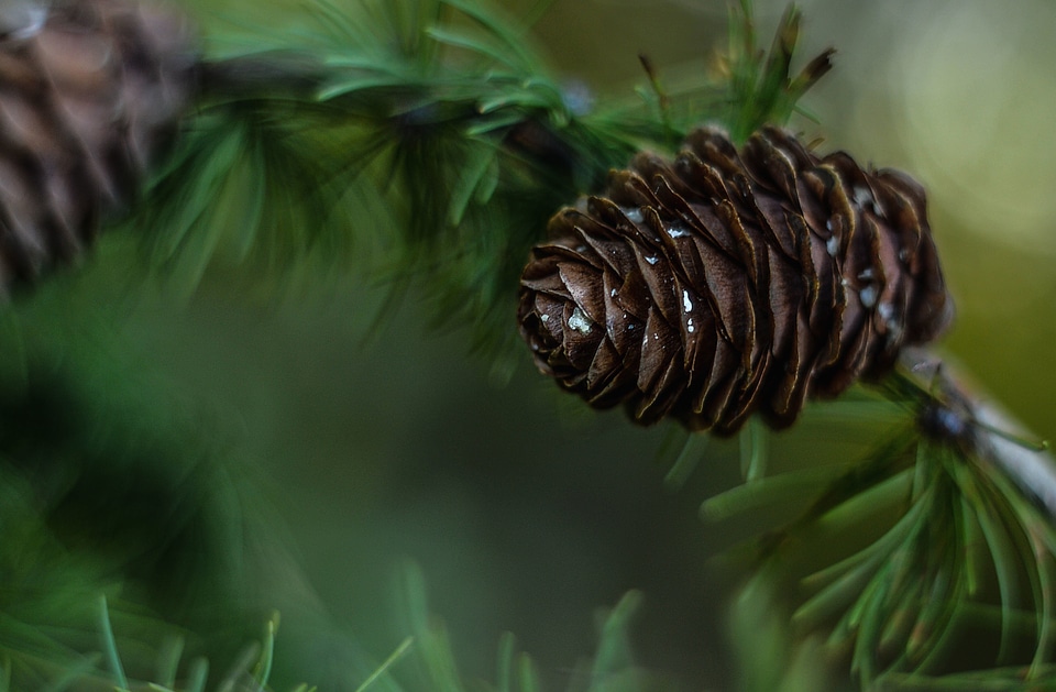 Beautiful Photo branch branches
