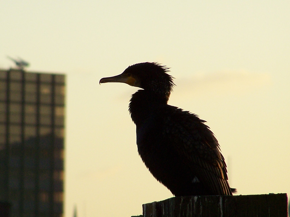 Wildlife phalacrocorax water bird