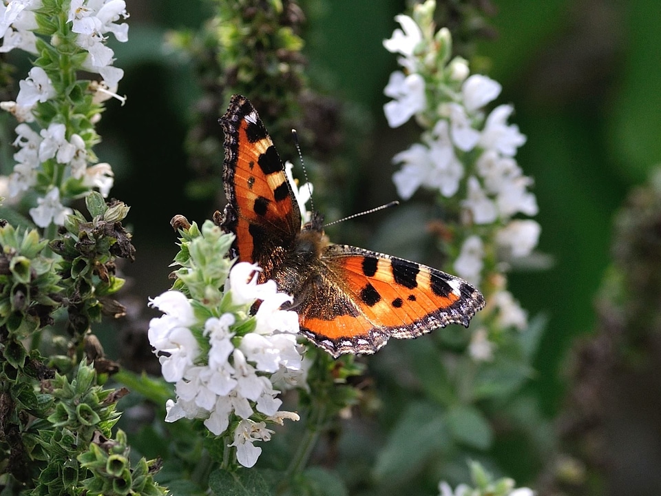 Beautiful Photo Buddleja buddlejeae butterfly