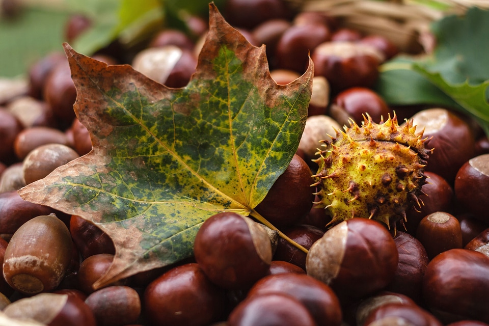 Acorn autumn beautiful photo