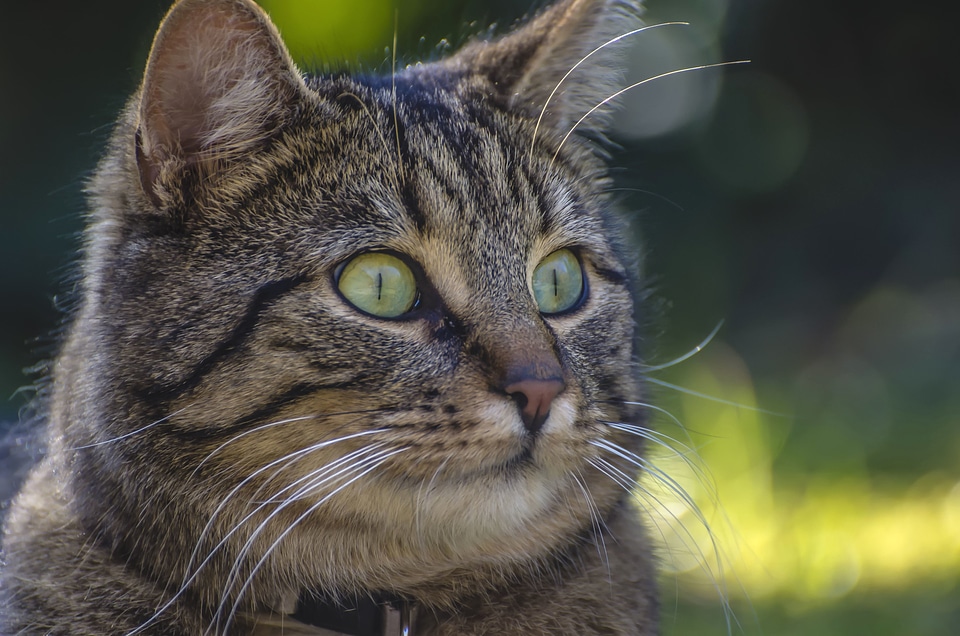 Animal beautiful photo cat