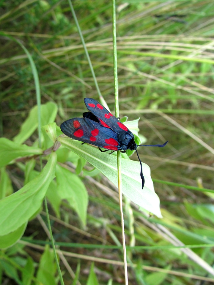 Six moth insect animals