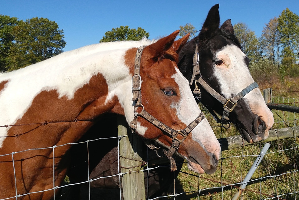 Agriculture animal animals