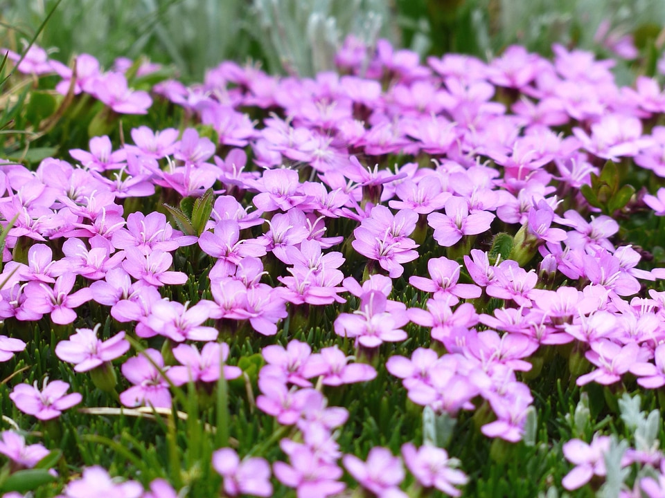 Beautiful Photo bloom blossom