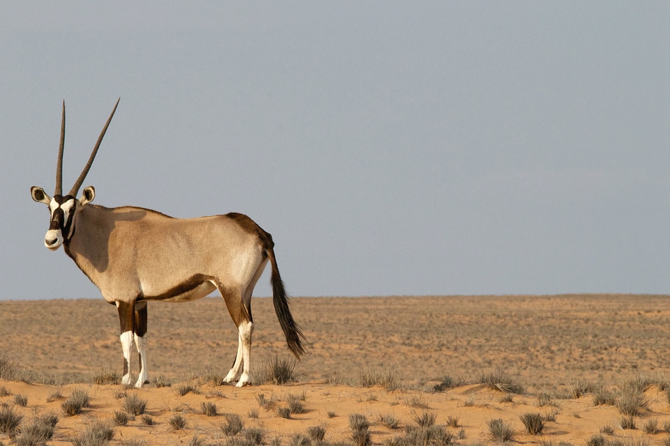 Animal antelope beautiful photo