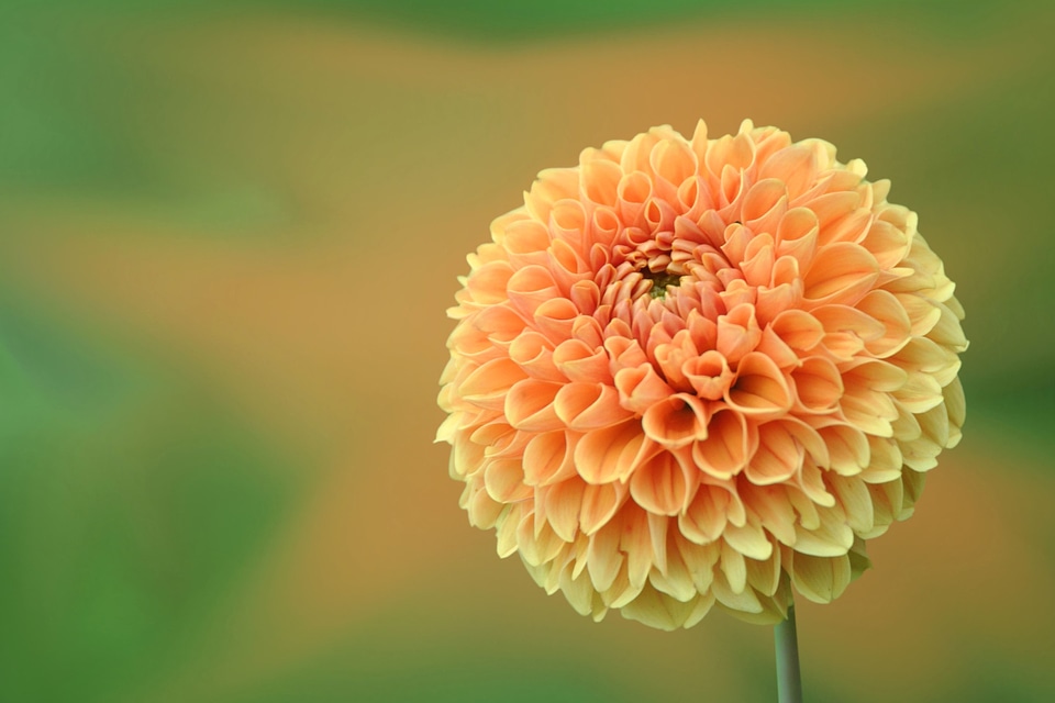 Beautiful Photo flower garden