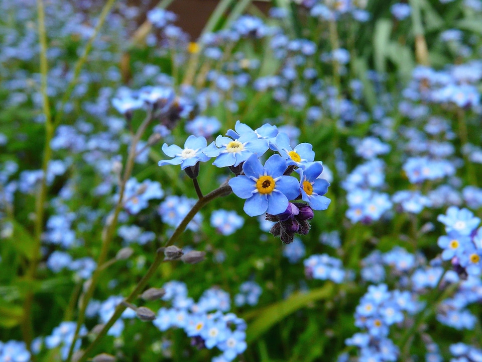 Bloom blossom flora