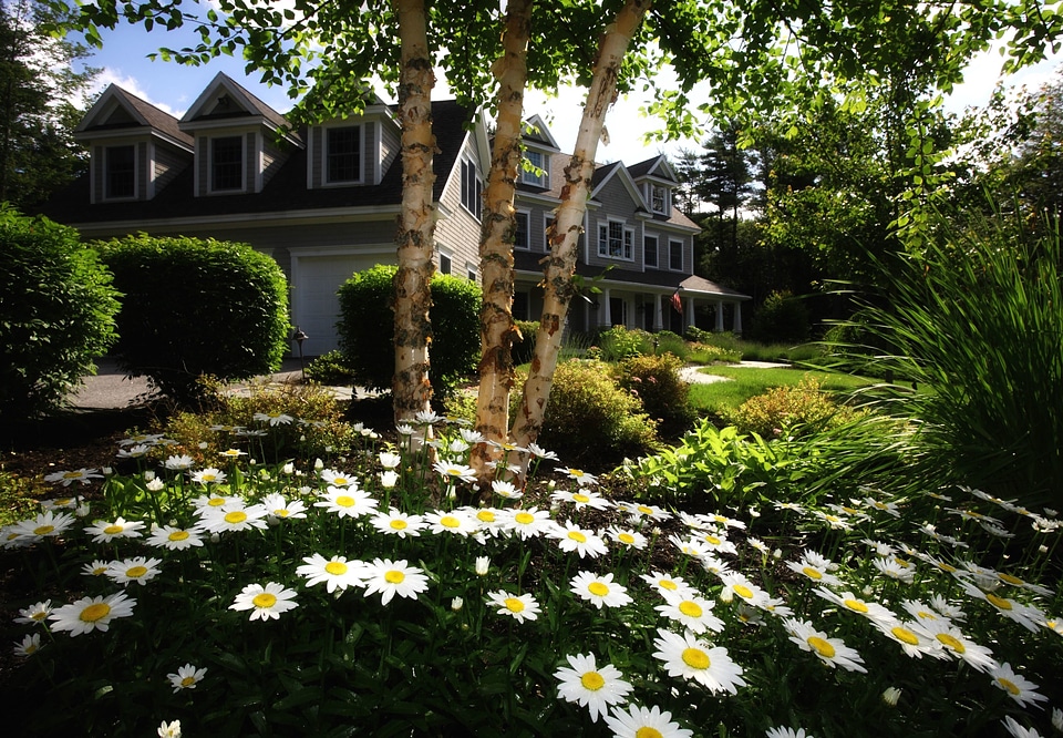 Bloom blossom flower garden