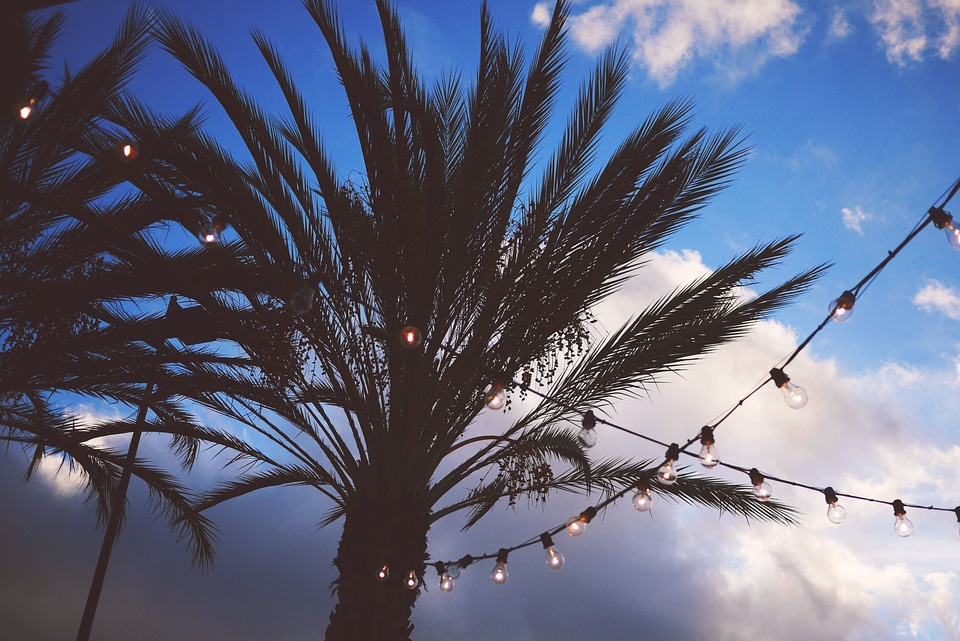 Dusk lights palm