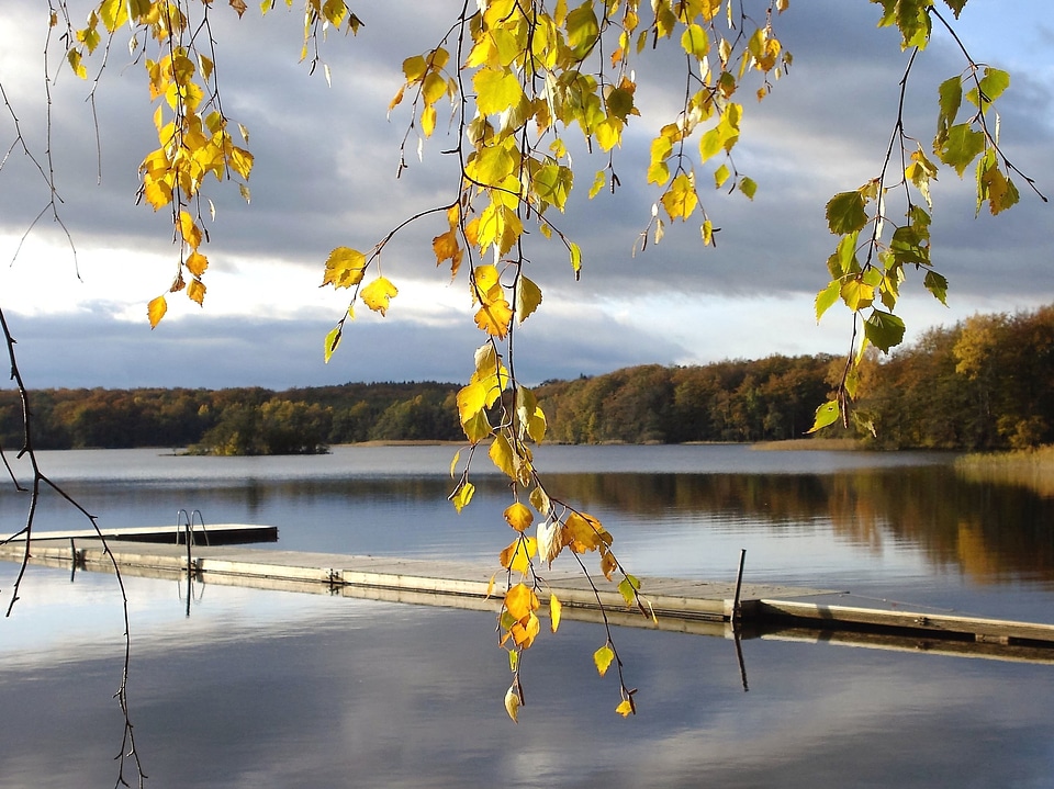 Autumn autumn season branch