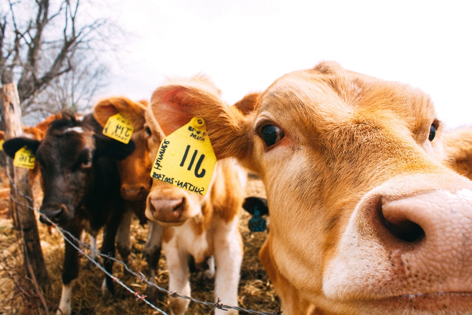 Agriculture animal calves