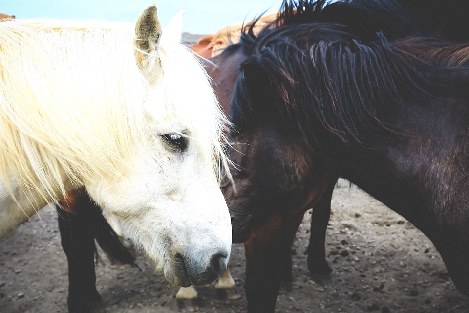 Animal animals cattle
