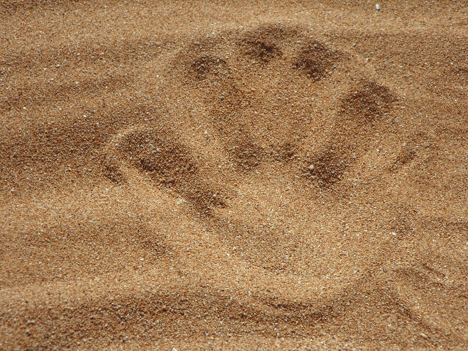 Beach sand 