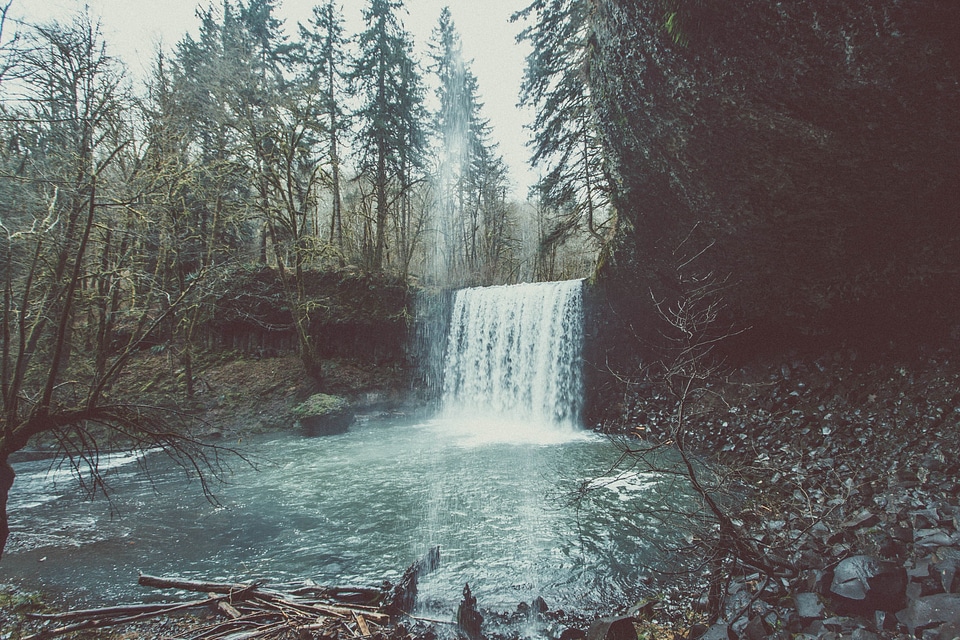 Conifers lake nature