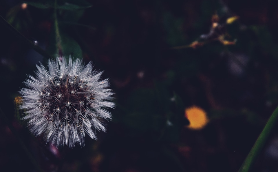 Dandelion flower plant