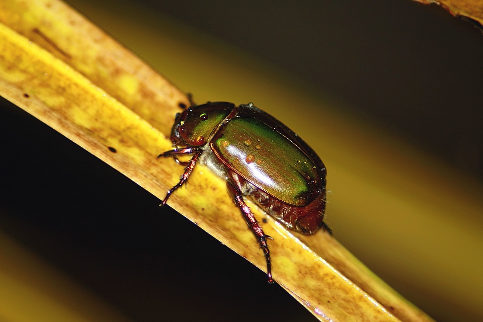 Animal beautiful photo beetle